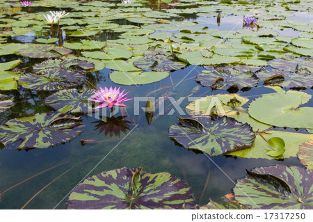 Water lily 17317250