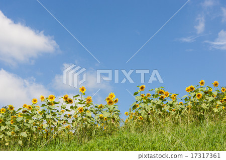Sunflower field 17317361