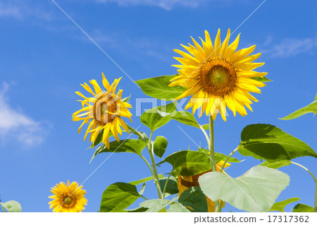 sunflower	 17317362
