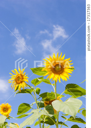 sunflower sunflower 17317363