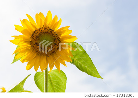 向日葵 17318303
