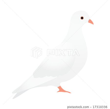  鴿子 17318336