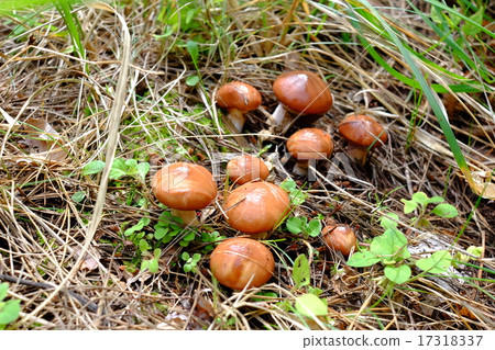 粘蓋牛肝菌 17318337