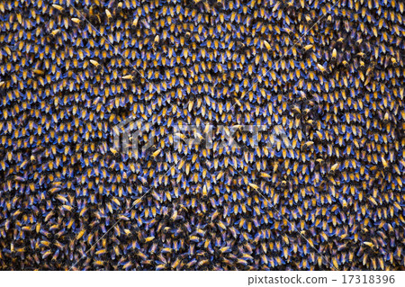 Bees inside a beehive 17318396