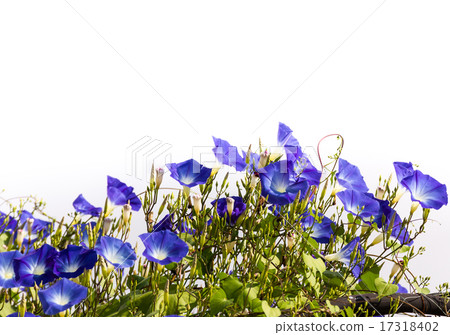 Blue Morning Glory flower in nature 17318402