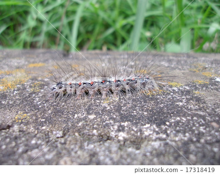 毛蟲幼蟲 17318419