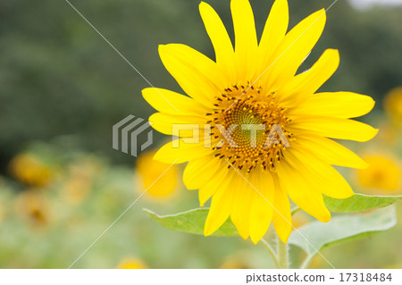 sunflower sunflower 17318484