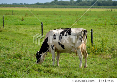 Holstein to eat pasture 17318640