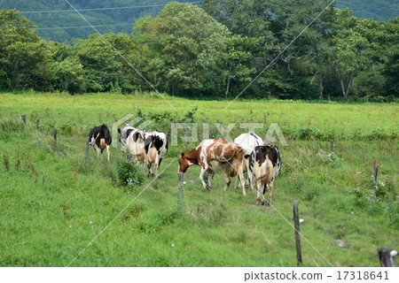 Holstein to eat pasture 17318641