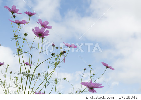 Cosmos and sky Cosmos and sky 17319345