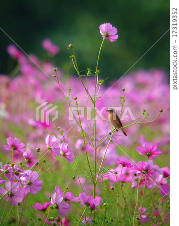 Novitaki和秋天的櫻花4 17319352