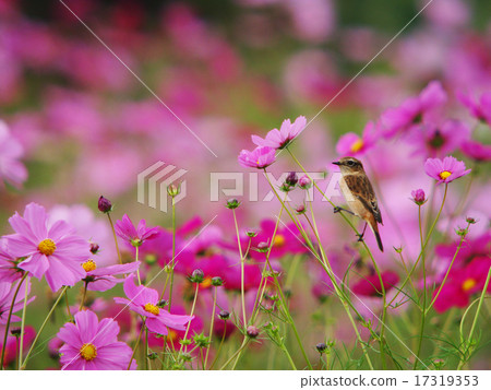 Novitaki和秋天的櫻花5 17319353