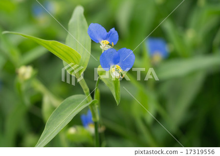 Axilla Axilla 17319556