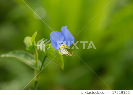 鴨蹠草 鴨蹠草 17319563