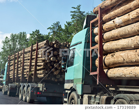 Column timber trucks with logs moving on the road 17319889