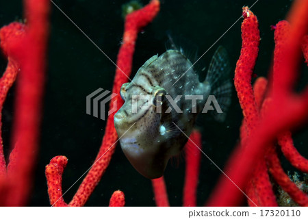 Goat and Hagi's companion 17320110