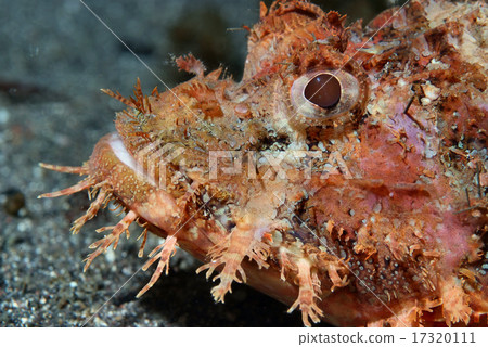 Face of Onikasago 17320111