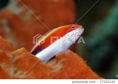 Hoshigonbo on the coral 17320116