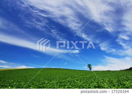 Biei 17320164