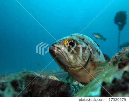 Aim for aiming 17320979