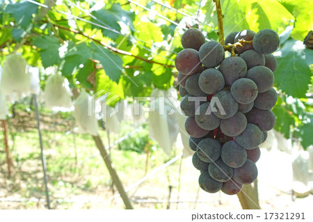 Vineyard Pione 17321291