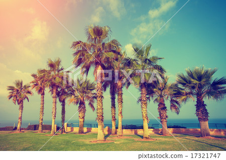 Embankment with palm trees in Netanya city, Israel 17321747