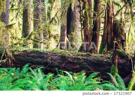 Rain forest 17321907