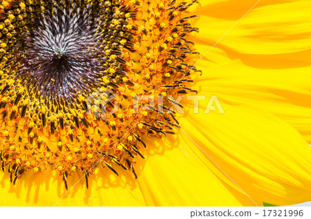 Close-up of sunflower Close-up of sunflower 17321996
