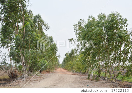 eucalyptus blown eucalyptus blown 17322113
