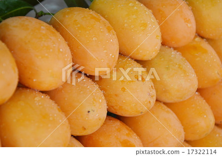 Marian plums Marian plums 17322114