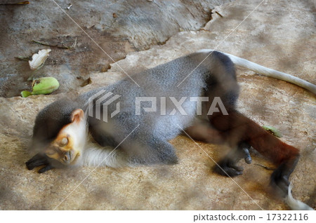 Monkey sleeping Monkey sleeping 17322116
