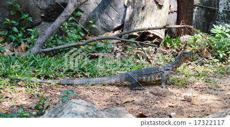 water monitor lizard in the park water monitor lizard in the park 17322117