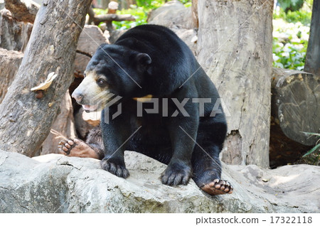 Malayan bear Malayan bear 17322118