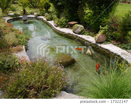 錦鯉的池塘 17322147