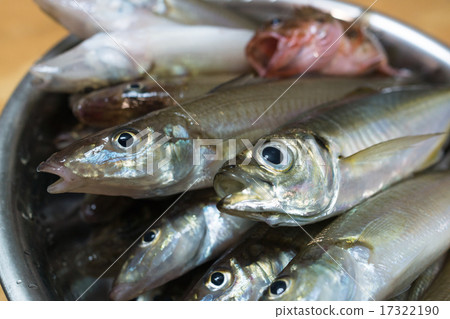 馬和白米飯 17322190