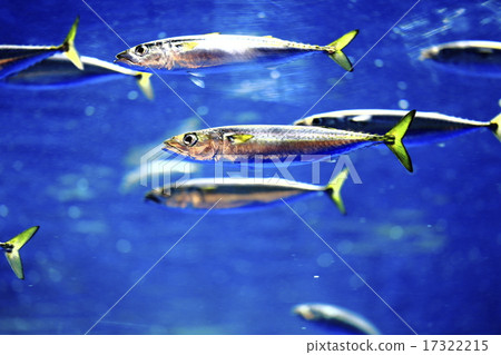 一組沙丁魚在仙台海的森林裡 17322215