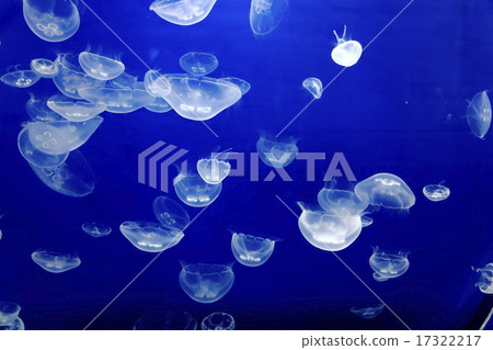 A jellyfish of a forest of Sendai Umi A jellyfish of a forest of Sendai Umi 17322217