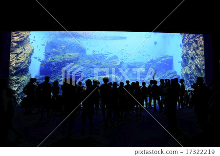 仙台海的夢想水族館的生活閃閃發光的精神 17322219