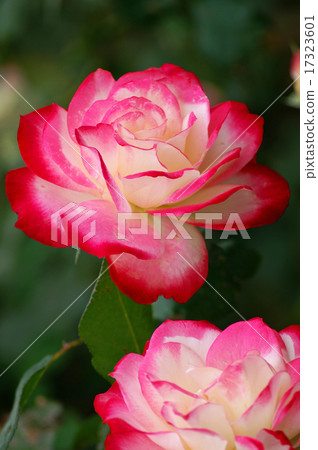 rose	 17323601