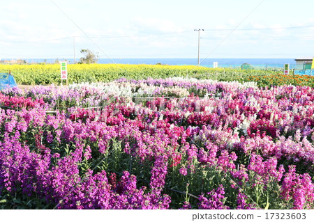 Chikura花園 17323603