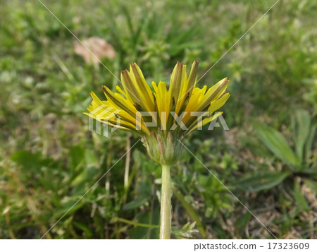 Identification of Japanese dandelion Identification of Japanese dandelion 17323609