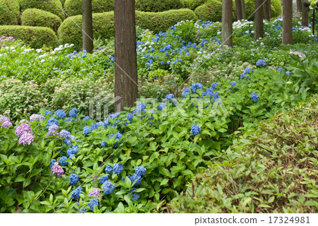 Mi Murotoji Hydrangea Mi Murotoji Hydrangea 17324981