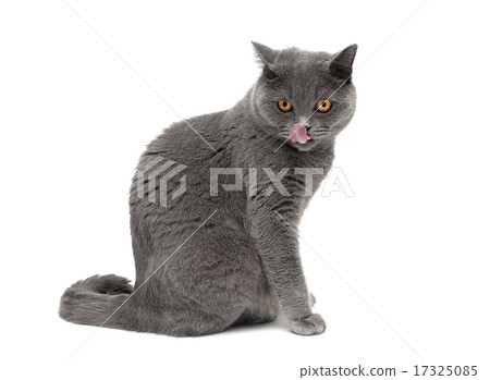 cat with yellow eyes sitting on a white background cat with yellow eyes sitting on a white background 17325085