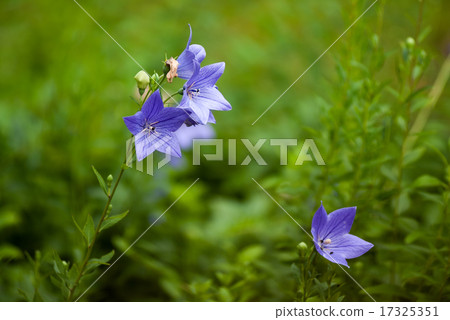 Bellflower Bellflower 17325351