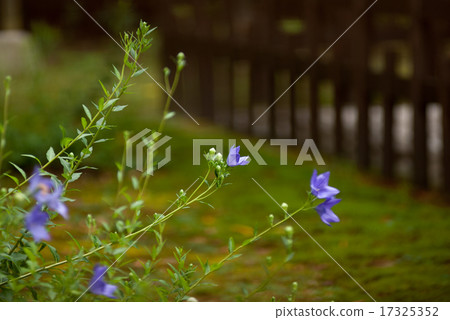 Bellflower Bellflower 17325352