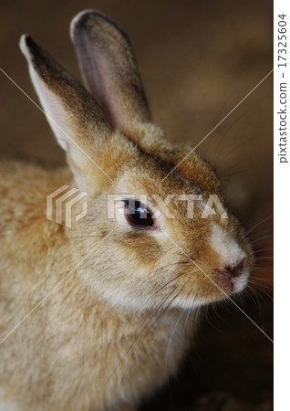 Rabbit Rabbit 17325604
