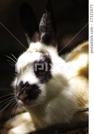 Rabbit Rabbit 17325873