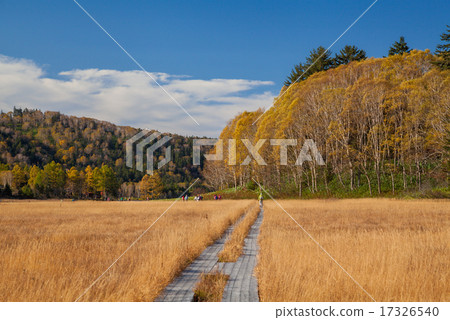 Autumn leaves of Oze Oi River 17326540