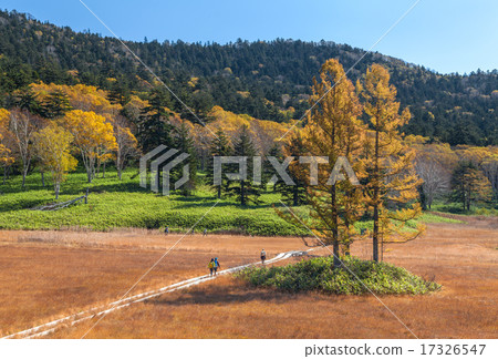 Oze Oi River Marsh三葉的Karamatsu 17326547