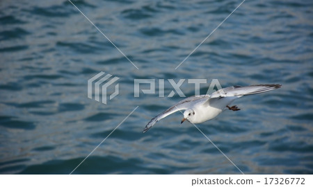 Seagull 17326772